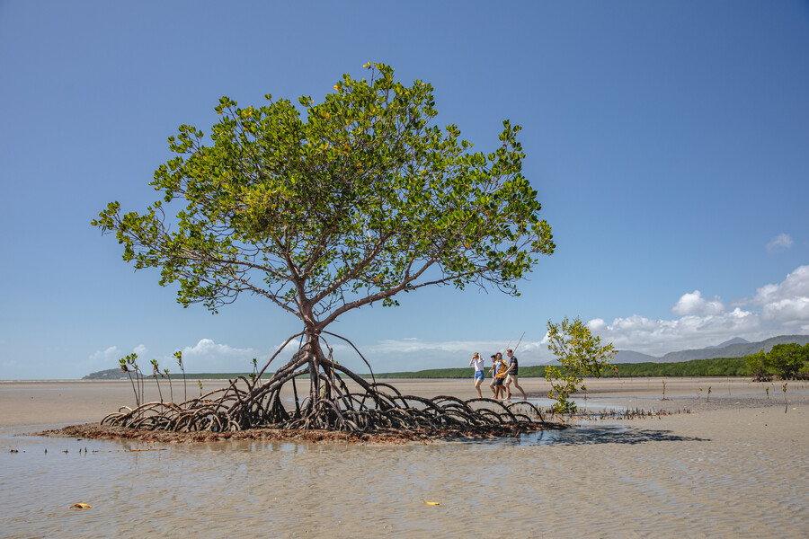 a group walks past a tree in the mangroves looking for bush tucker