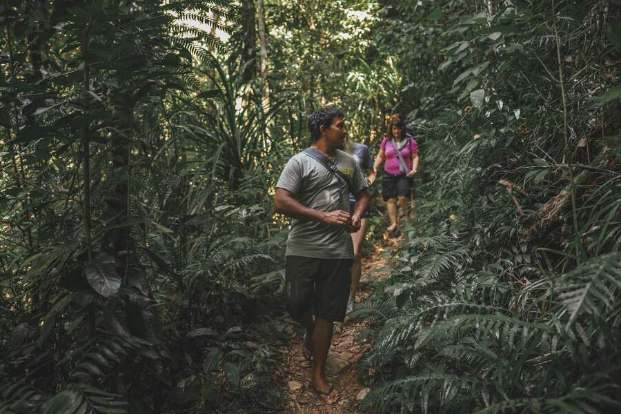 a guide leads a group through the daintree rainforest