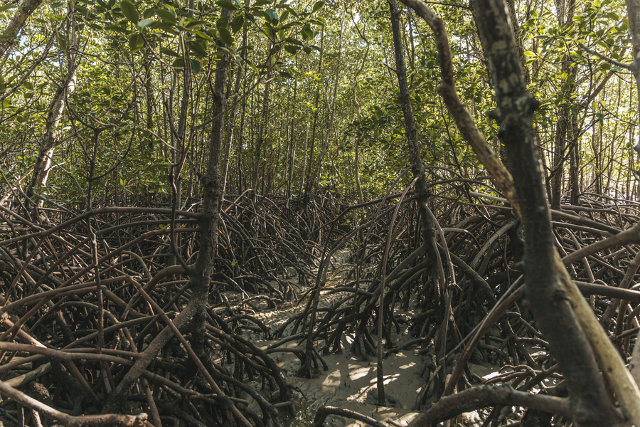 mangroves in far north queensland