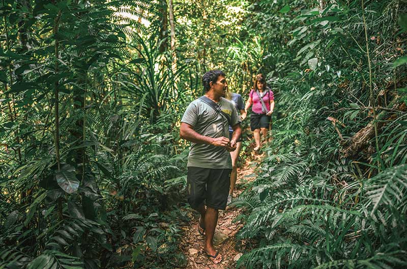 Northern Daintree Rainforest Guided Tour - Walkabout Cultural Adventures